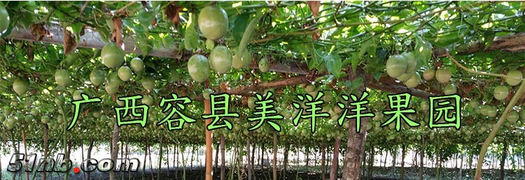 鸡蛋果2.jpg