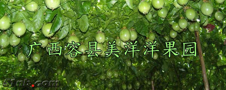 鸡蛋果3.jpg