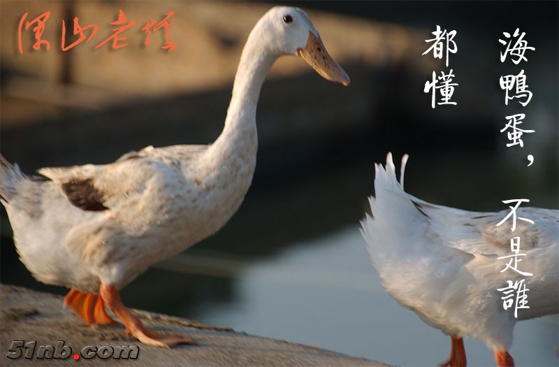 深山老炉精华-6.jpg