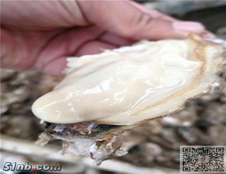 牡蛎2_副本.jpg