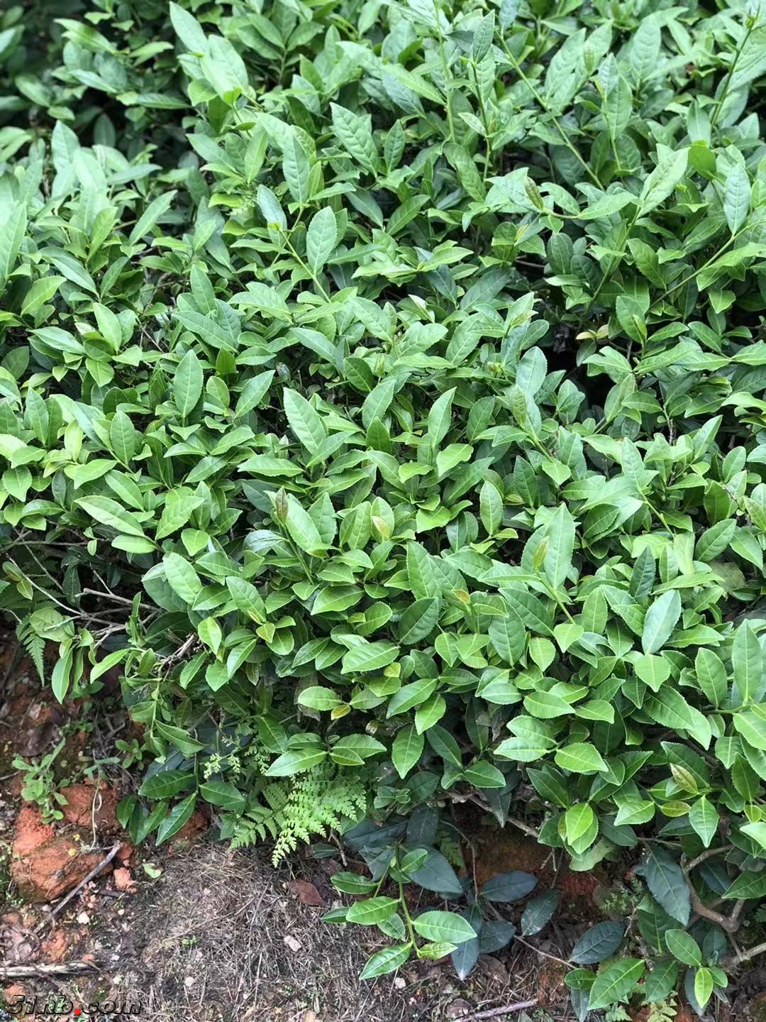 茶园田地