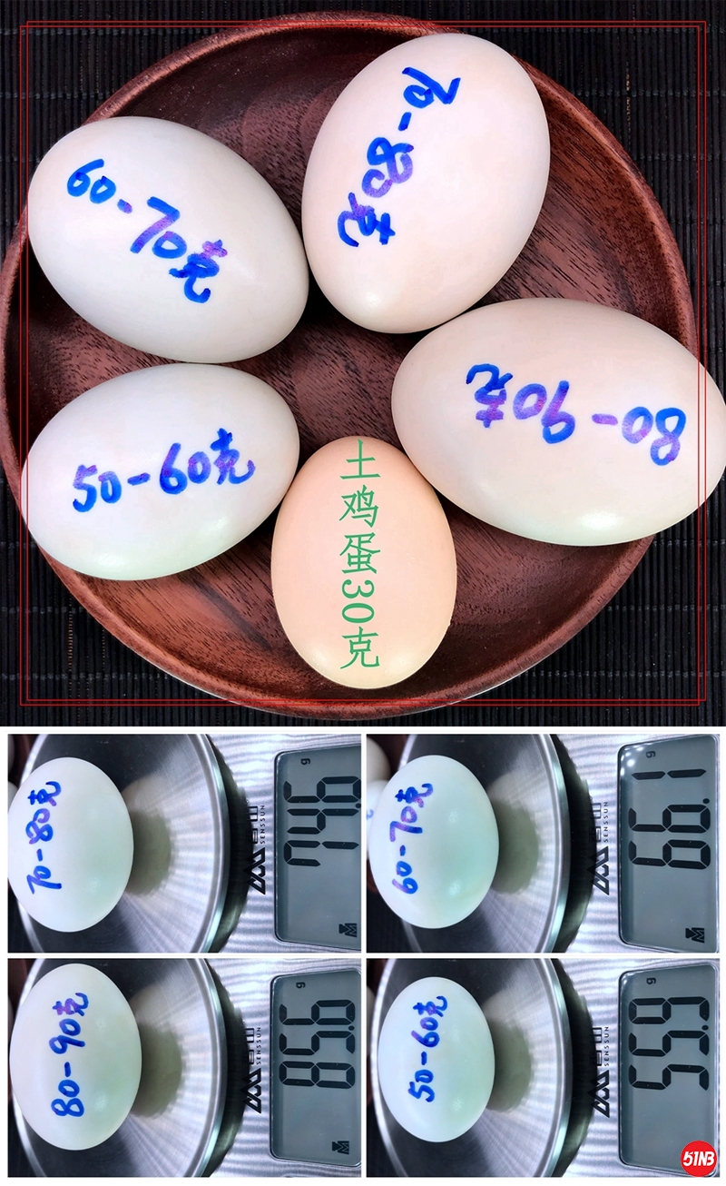 各种大小海鸭蛋.jpg